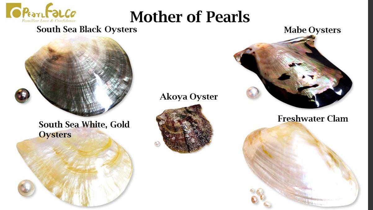 Mother Oysters and Pearls - Pearl Farmers Make Akoya Pearls Beautiful in Ise Shima Japan