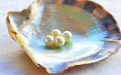 Akoya Pearls: One of Mother Nature’s Most Beautiful Gifts